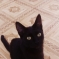 Отдам в добрые руки котят!!! 0