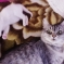 Отдам в добрые руки котят!!! 2