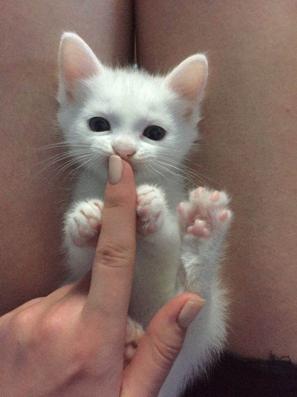 Отдам в добрые руки котят!!!